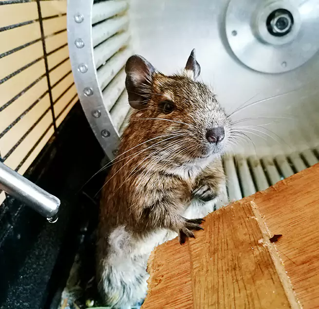 Why Homeowners & Businesses Trust Us Galesburg, IL?